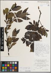 Foto von Salix mielichhoferi Saut. x Salix myrsinifolia Salisb.